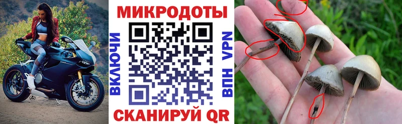 Галлюциногенные грибы Psilocybe  Балашов 